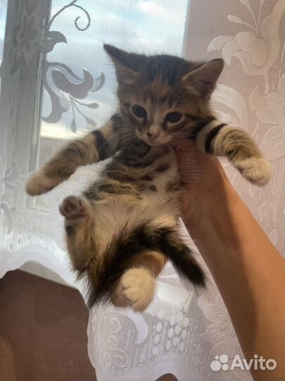 Котята в добрые руки даром