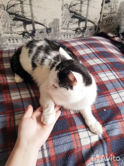 Кот Василий