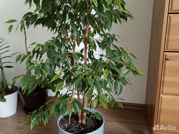 Фикус бенджамина большой