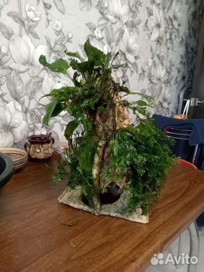 Растения для аквариума