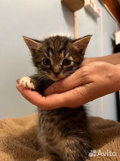 Котятки в Добрые Руки