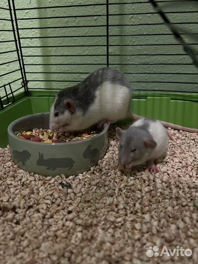 Крысы, клетка