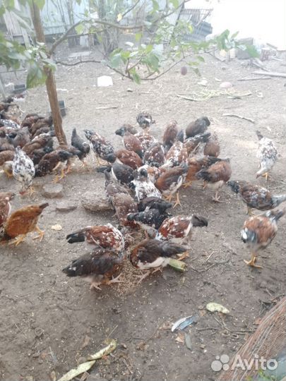 Ливенская ситцевая