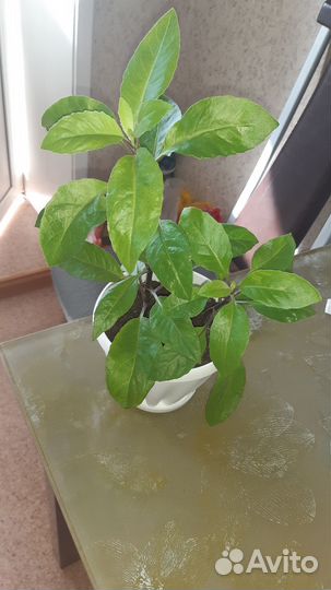 Джинура листья бога