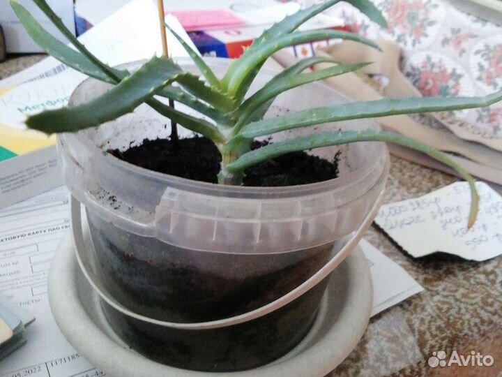 Алое старинный лечебный 2г