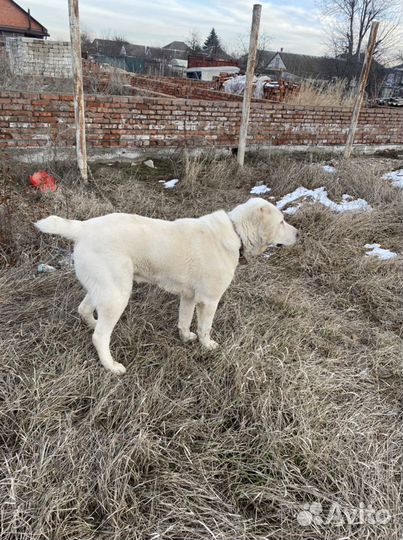 Алабай кабель вязка