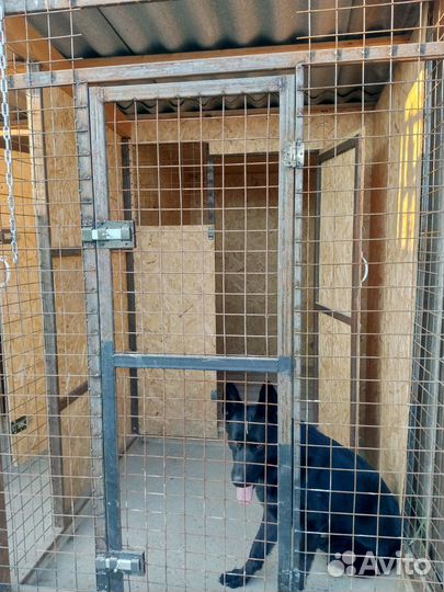 Передержка собак