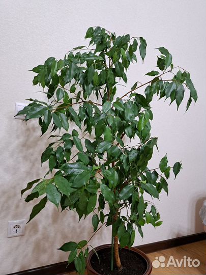 Фикус, высота 120см