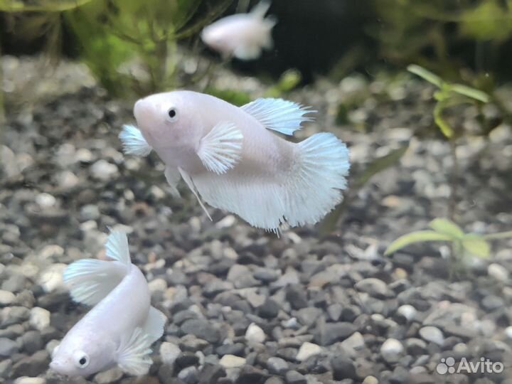Курочки (самки рыбки петушка)
