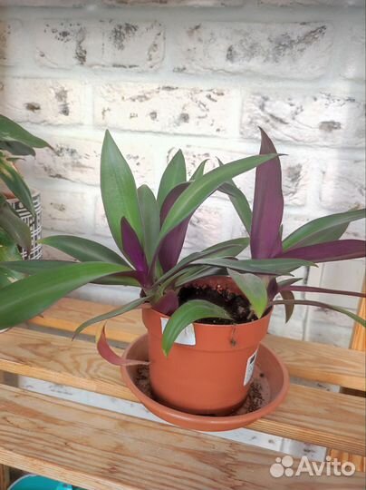 Традесканция