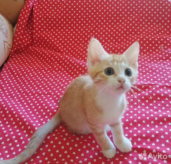 Рыжий котенок