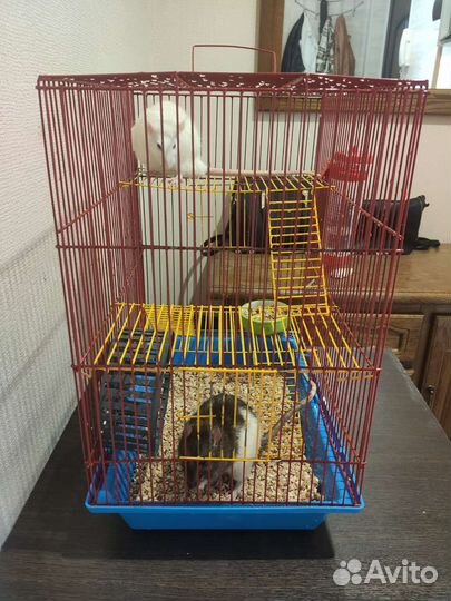 Декоративная крыса с клеткой