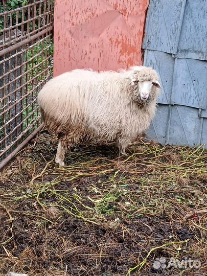 Овцы бараны