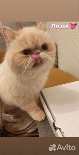 Кот и кошка в добрые руки