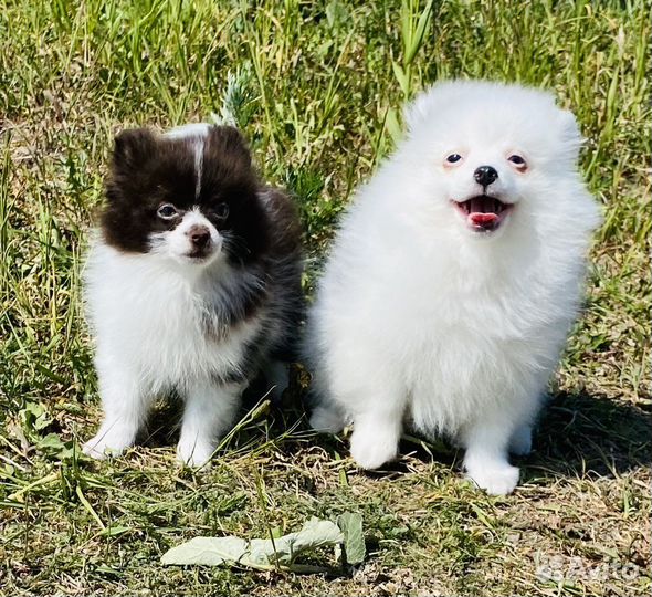 Щенки шпица