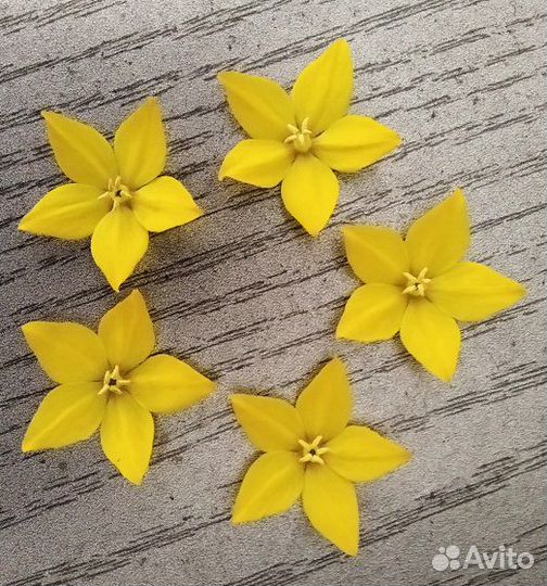 Вербейник точечный, многолетник