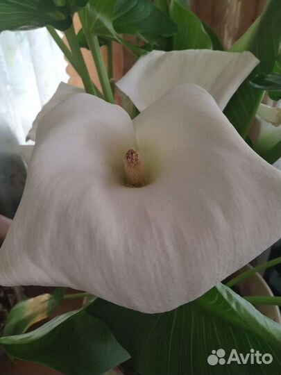 Эфиопская калла белая,есть цветущая в наличии