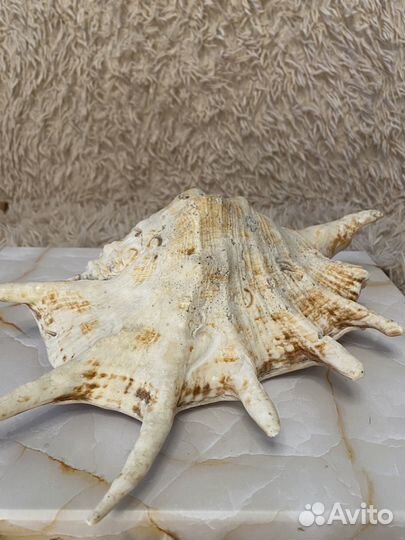 Морские ракушки раковины среднего размера