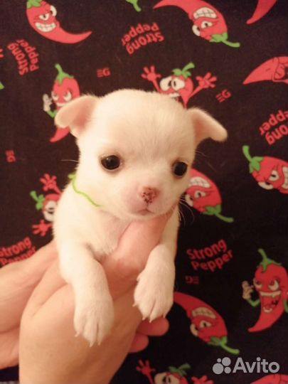 Чихуахуа разные окрасы