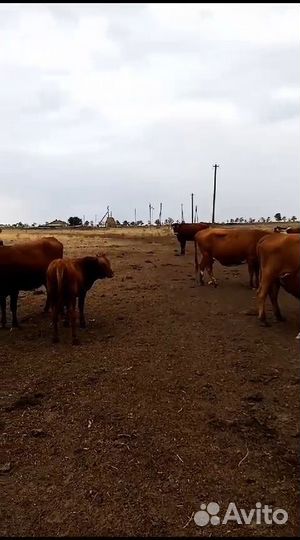 Крупно рогатый скот