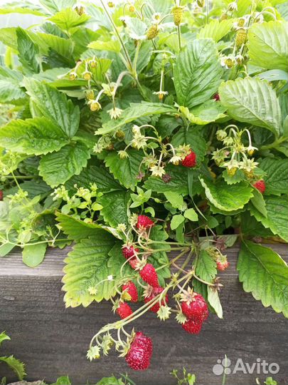 Рассада земляники садовой