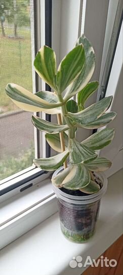 Комнатные Растения