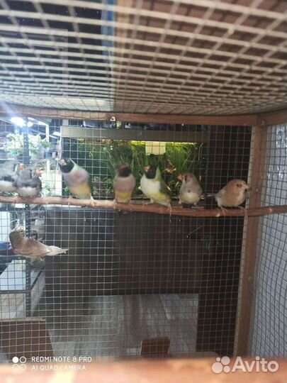 Амадин зебровый, амадин Гульда