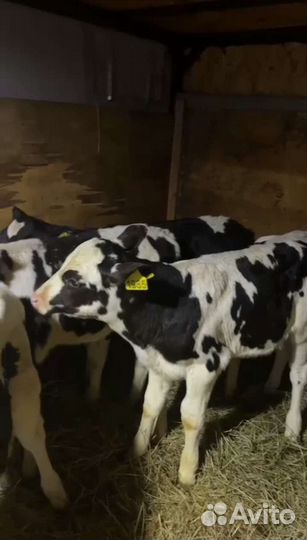 Телята бычки