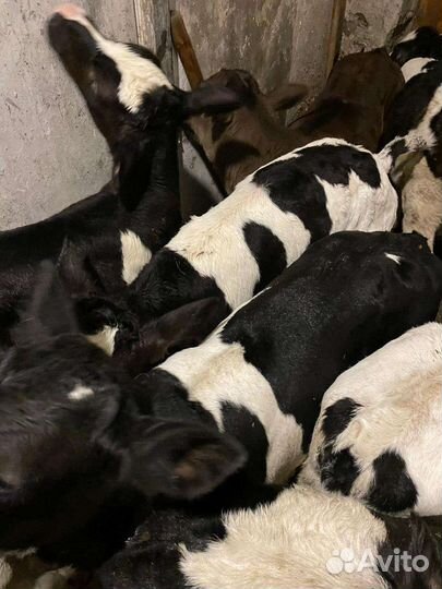 Холмогоры Бычки и Тёлки