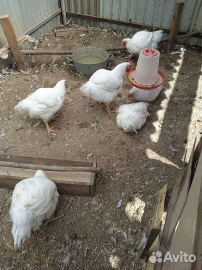 Куры бройлеры Кобб 500 на мясо