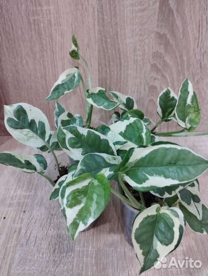 Эпипремнум эн-джой