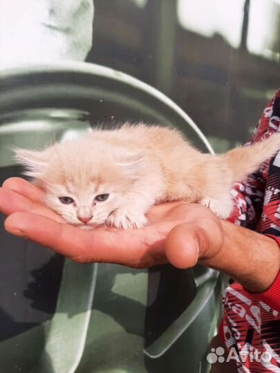 Кошка в дар бесплатно