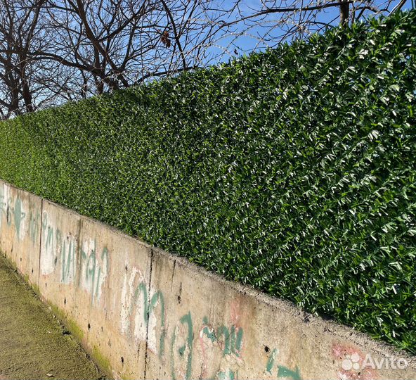 Живая Изгородь/Зеленый забор