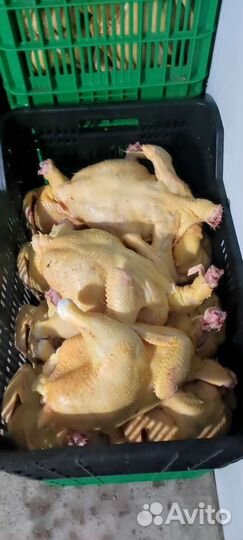 Домашние бройлеры тушки