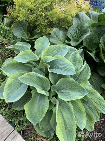 Хоста Либерти, Катерина и др сорта. Астильбы