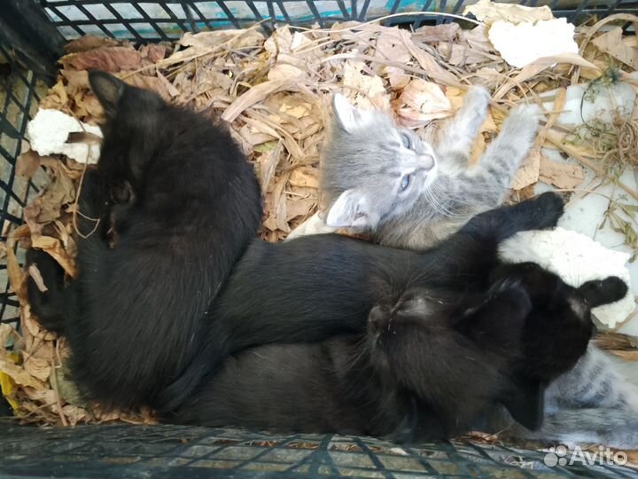 Котята в добрые ручки (бесплатно)