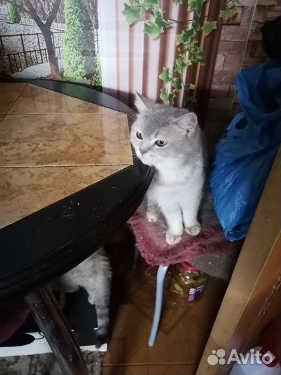 Кошек отдам