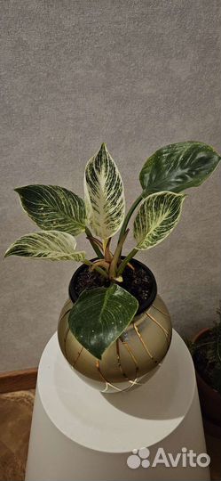 Филодендрон биркин, комнатные растения