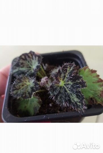 Бегонии сортовые