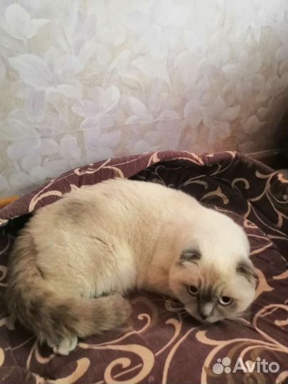 Индивидуальная передержка для котов и кошек