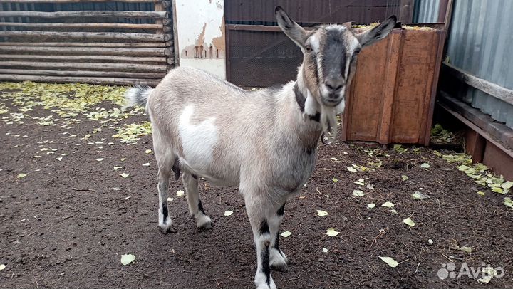 Козы и козлята