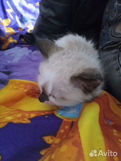 Котенок мальчик