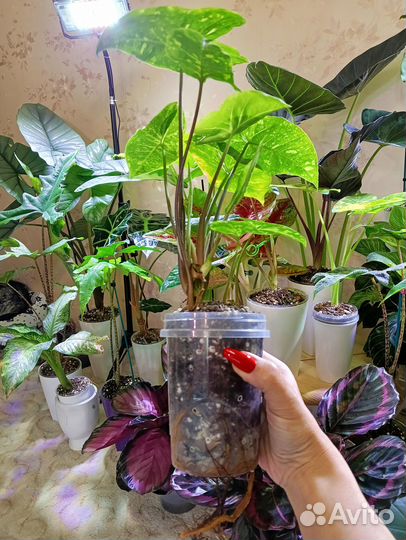 Сингониум панда