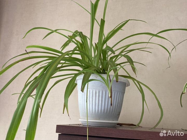 Драцена душистая, Хлорофитум, Дримиопсис