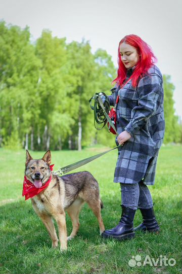 Отдам собаку в добрые руки