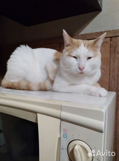 Кот ждунчик