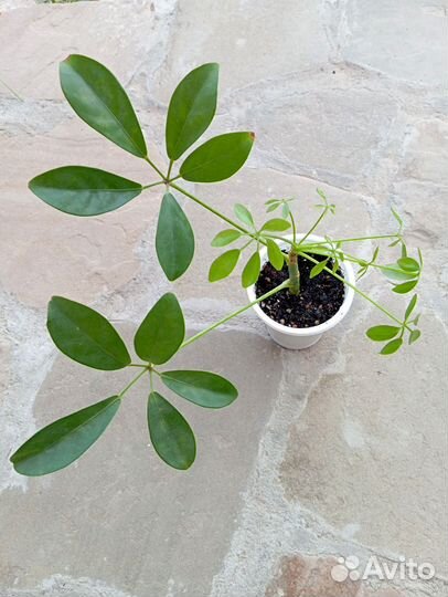 Растения комнатные разные, часть 2