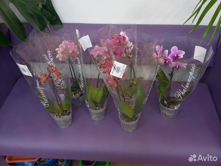 Комнатные растения