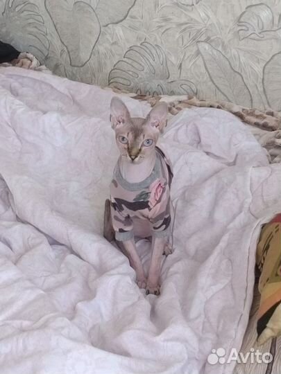 Передержка домашних животных