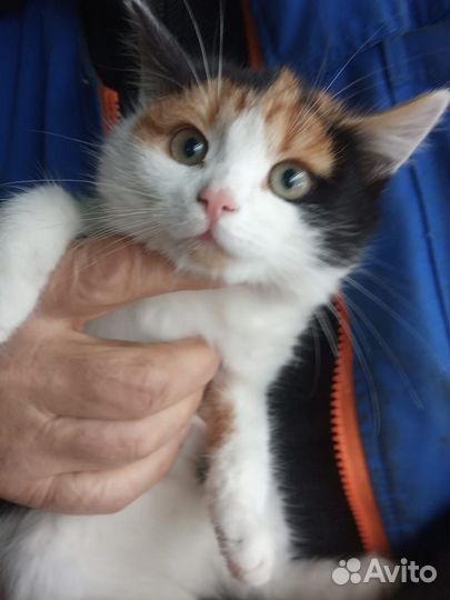 Отдам кошечку 4 мес